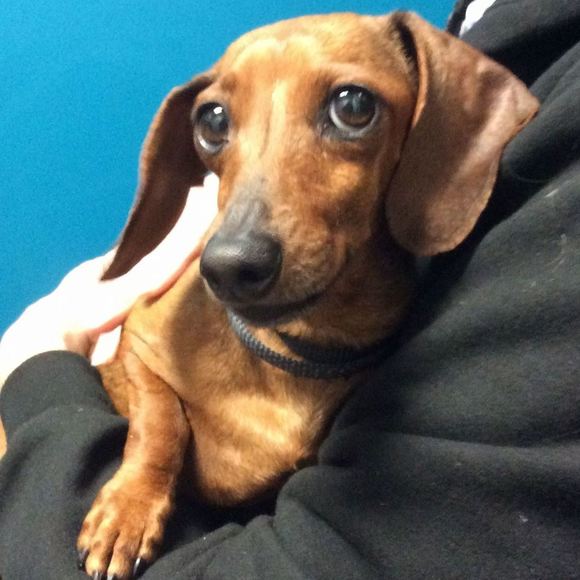 Meet your Posher, Amy - Picture 1 of 1